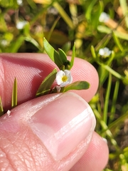 Plagiobothrys acanthocarpus