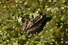 Lithobates pipiens