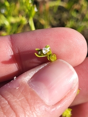 Plagiobothrys acanthocarpus