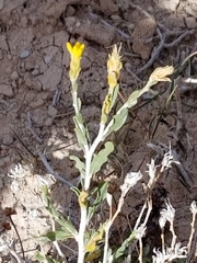 Ericameria discoidea discoidea