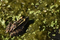 Lithobates pipiens