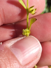 Plagiobothrys acanthocarpus