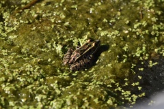 Lithobates pipiens