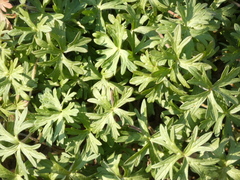 Geranium dissectum