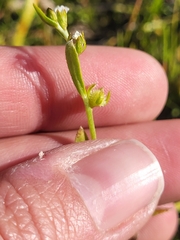 Plagiobothrys acanthocarpus