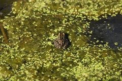 Lithobates pipiens