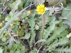 Crepis sancta