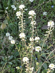 Capsella grandiflora