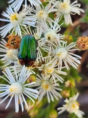 Leucocelis