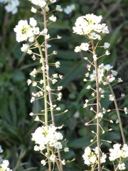 Capsella grandiflora