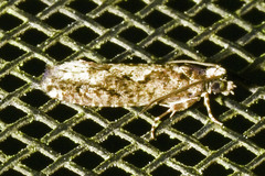 Chimoptesis gerulae