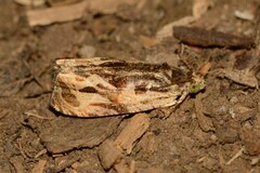 Olethreutes nigranum