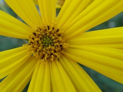 Helianthus tuberosus
