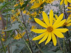 Helianthus tuberosus