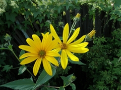 Helianthus tuberosus