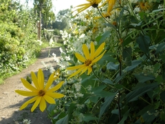 Helianthus tuberosus