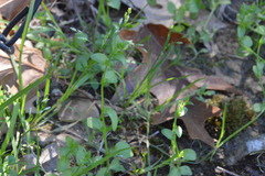 Triodanis biflora