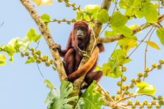 Alouatta macconnelli