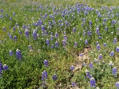 Lupinus nanus