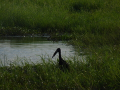 Anastomus lamelligerus