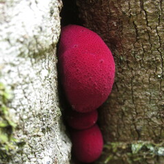 Fistulina africana