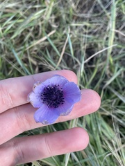 Anemoneae