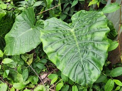 Alocasia odora