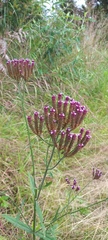 Verbena brasiliensis