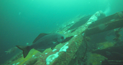 Hyperoglyphe perciformis