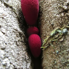 Fistulina africana