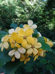 Cassia fistula