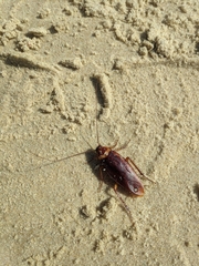 Periplaneta americana