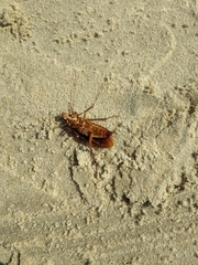 Periplaneta americana