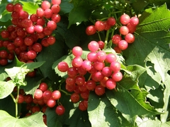 Viburnum opulus