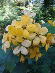 Cassia fistula