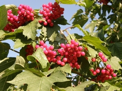 Viburnum opulus