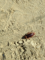 Periplaneta americana