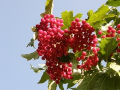Viburnum opulus