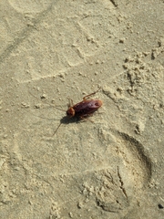 Periplaneta americana