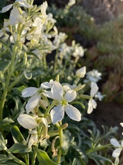 Matthiola incana