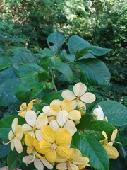 Cassia fistula