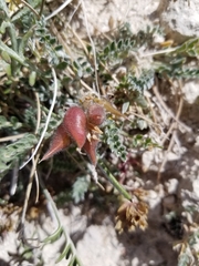 Oxytropis oreophila