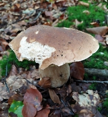 Boletus edulis