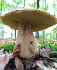 Boletus edulis