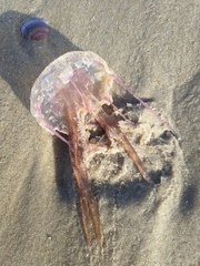 Pelagia noctiluca
