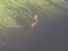 Alopochen aegyptiaca