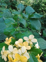 Cassia fistula