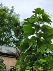 Broussonetia papyrifera