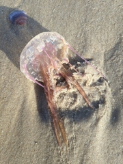 Pelagia noctiluca