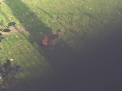 Alopochen aegyptiaca